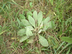 1yr mullein.jpg